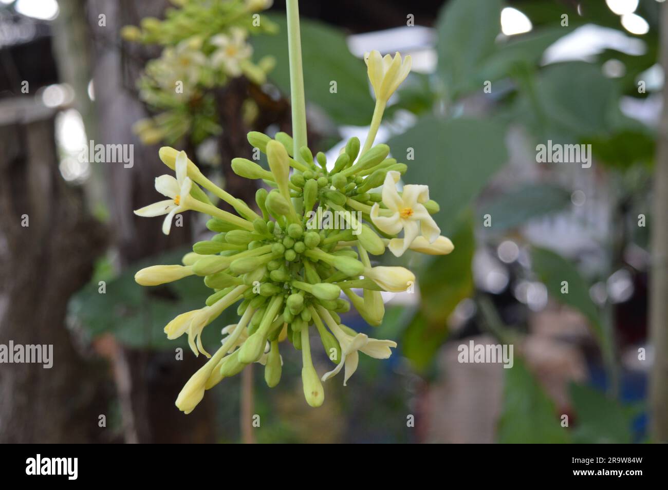 Il fiore di papaia o il fiore di pewpaw sono in piena espansione. Foto Stock