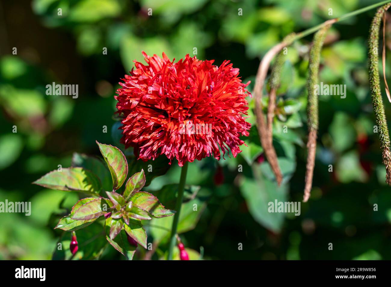 Red Poppy Crimson Feathers papaver Flowers in UK Garden in estate Foto Stock