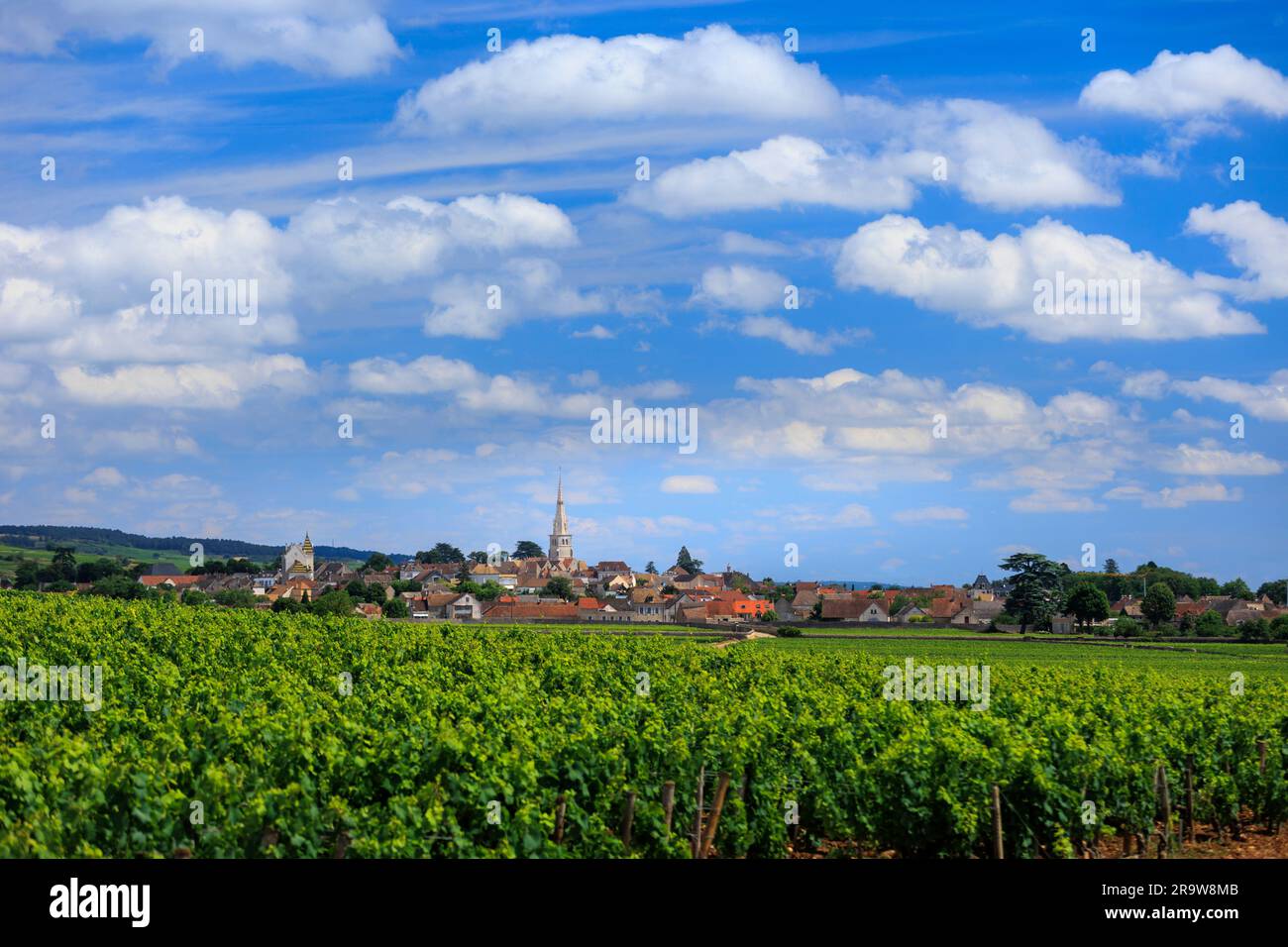 Attraverso i vigneti Meursault Beaune Cote-d-Or France Foto Stock