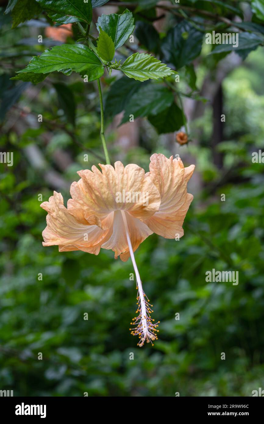 Vista ravvicinata del fresco fiore di ibisco rosa sinensis arancione chiaro e bianco isolato all'aperto in un giardino tropicale Foto Stock