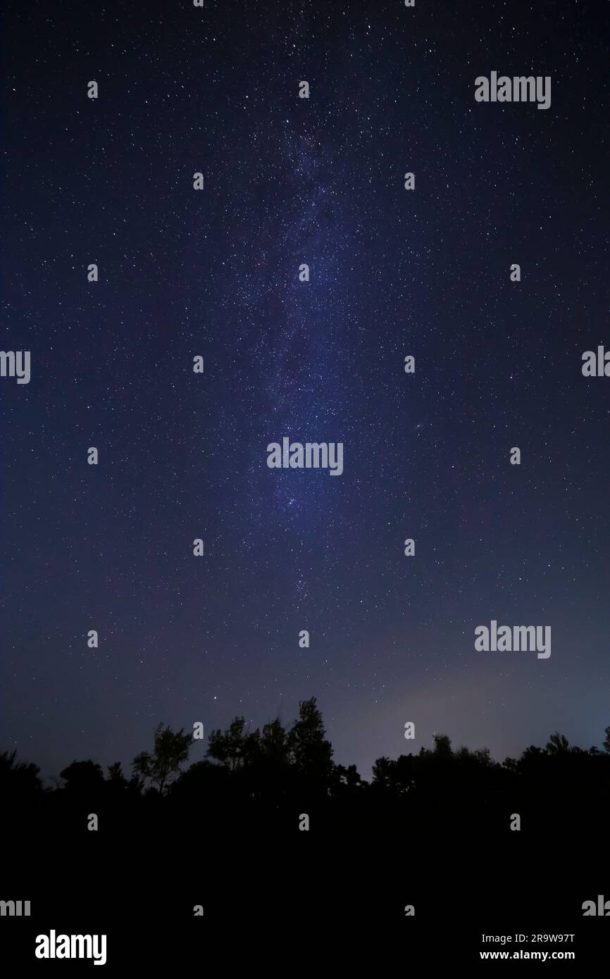 Vista della via Lattea nel cielo notturno sopra la foresta Foto Stock