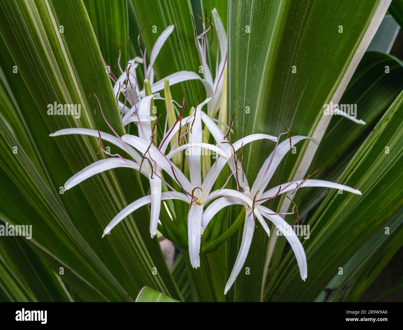 Vista ravvicinata dei fiori bianchi freschi di crinum asiaticum, ovvero bulbo velenoso, giglio crinum gigante o giglio ragno che fiorisce su sfondo naturale verde fogliame Foto Stock