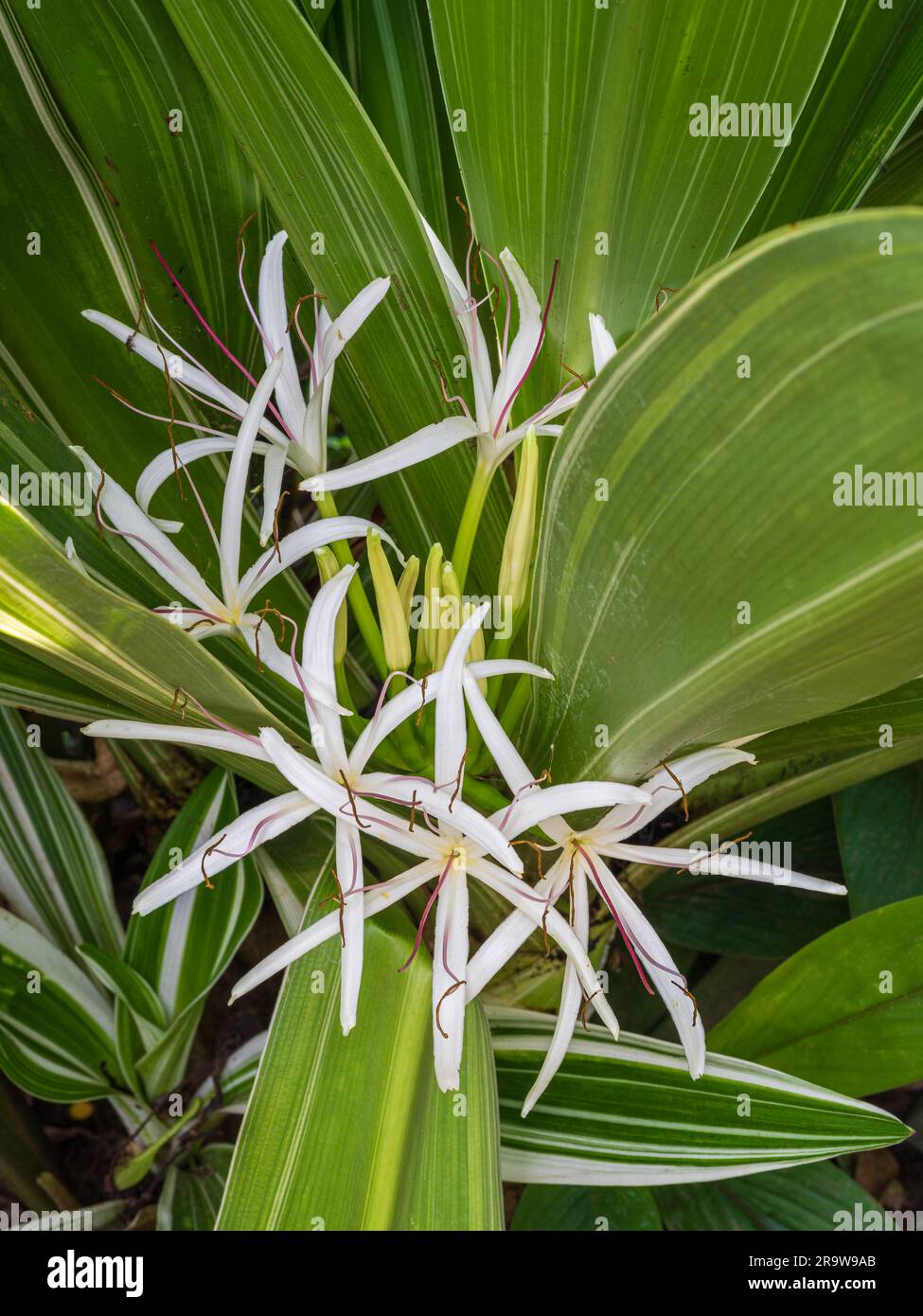 Vista verticale ravvicinata di fiori bianchi luminosi di crinum asiaticum, ovvero bulbo velenoso, giglio crinum gigante o giglio ragno che fioriscono sullo sfondo del fogliame Foto Stock