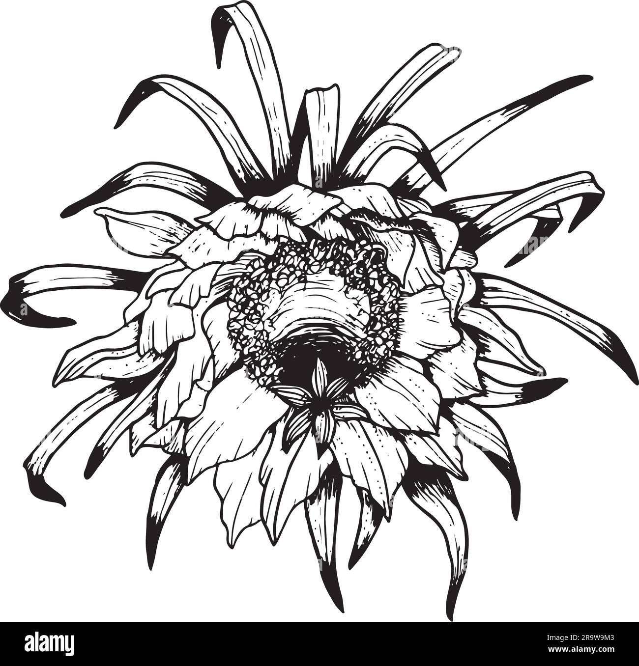 Vista frontale del fiore del cactus di Epiphyllum Vector. Illustrazione a linee in bianco e nero o grafica a fiori da frutto di drago Illustrazione Vettoriale