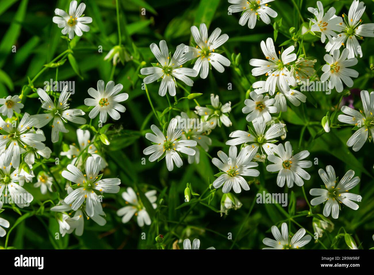 Olostea di Stellaria. Delicati fiori forestali di ceci, di Stellaria ologstea o di Echte Sternmiere. sfondo floreale. fiori bianchi su un naturale gr Foto Stock