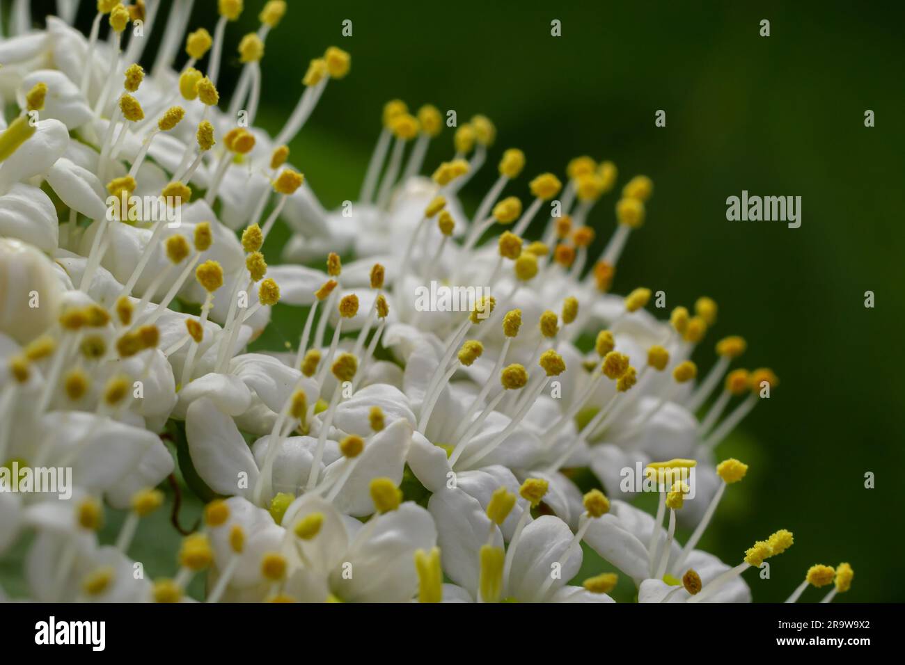 In primavera nei fiori selvatici di viburnum, Viburnum lantana. Foto Stock