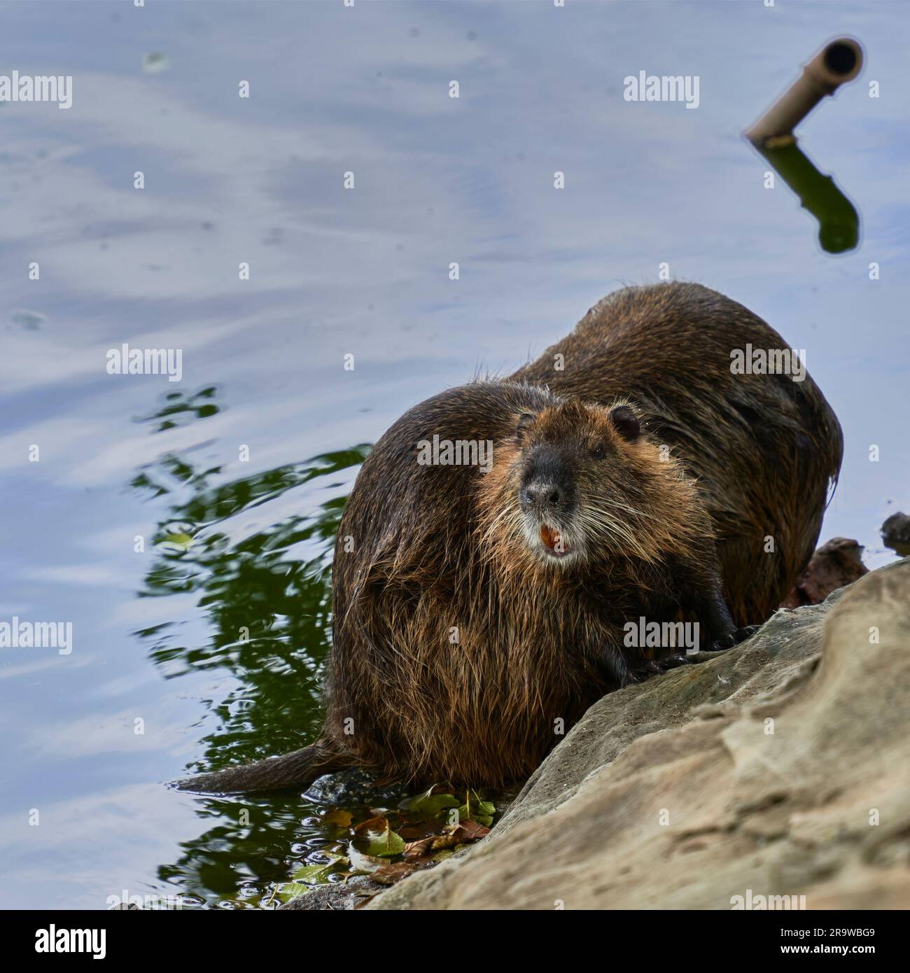 Coypu, ratti muschiati, sulla riva di uno stagno Foto Stock