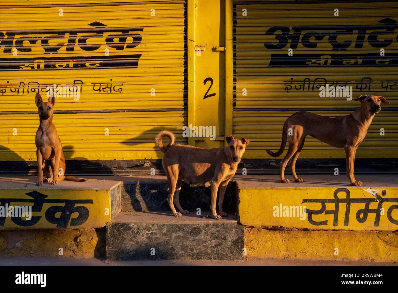 Cani di fronte a un muro giallo la mattina presto a Bundi, India Foto Stock