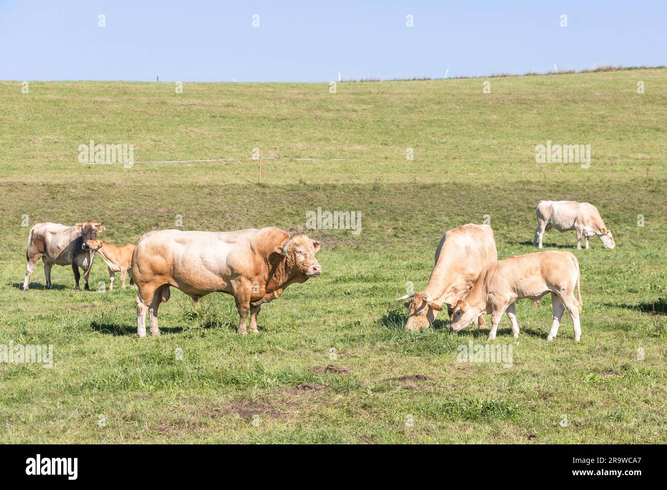 Bestiame Charolais. Toro, mucche e vitelli in piedi su un pascolo. Germania Foto Stock