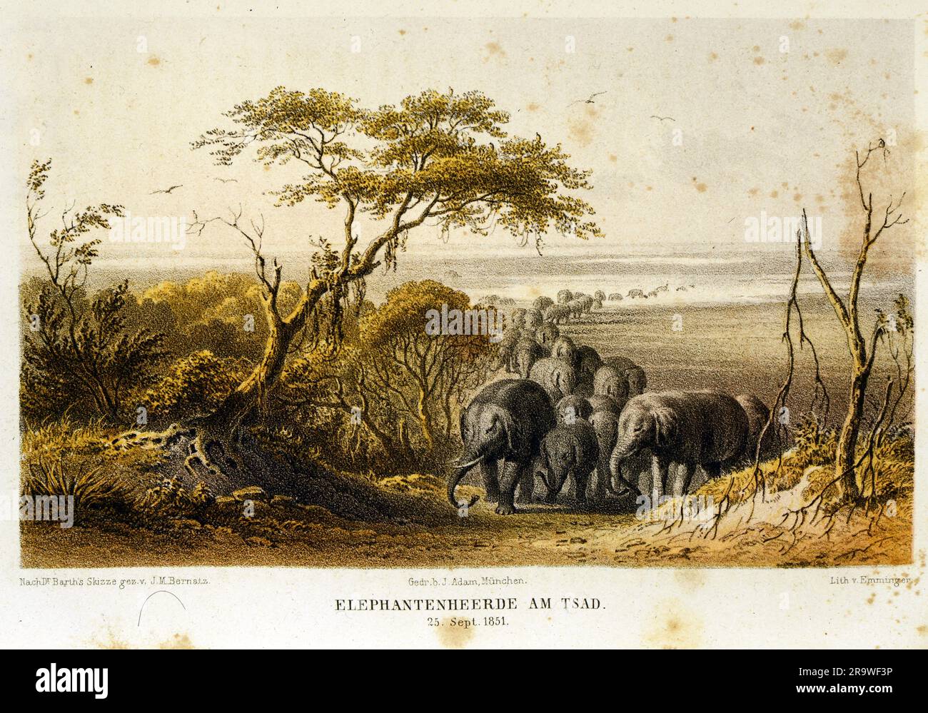 Geografia/viaggi, Ciad, paesaggi, mandria di elefanti, 25.9,1851, ULTERIORI-DIRITTI-CLEARANCE-INFO-NON-DISPONIBILI Foto Stock