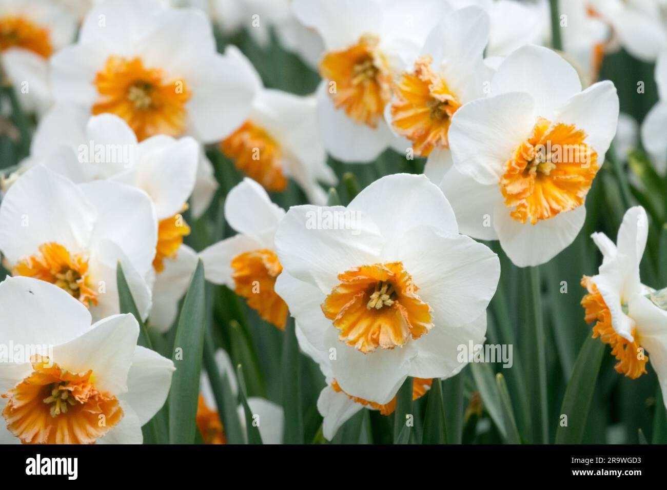 Pezzetti grandi, Narcissus, Daffodils "bella Vista", Amaryllidaceae, vegetali, Giardino, primavera, fiori Foto Stock
