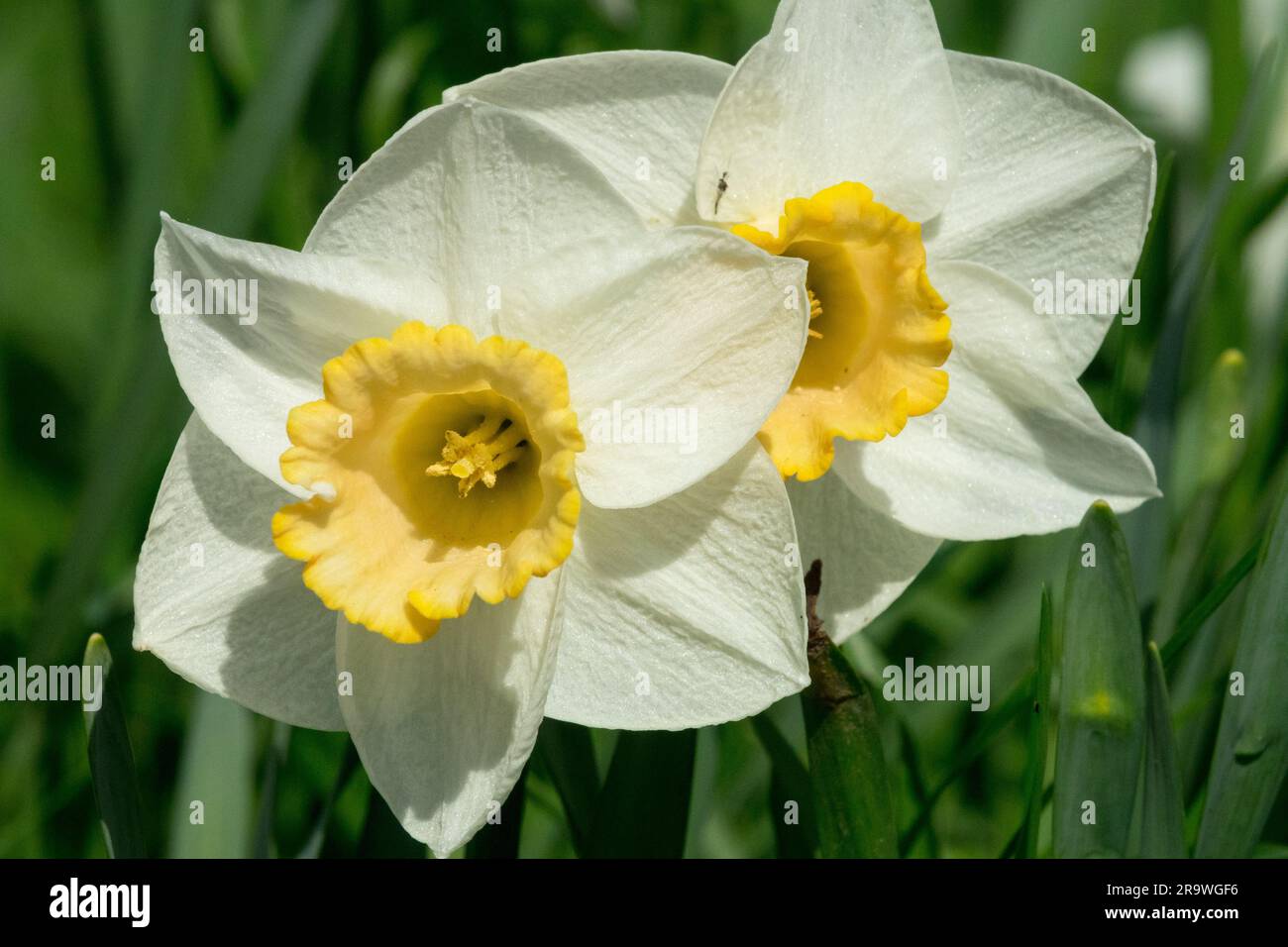 Narciso "Salome" fiore di narciso Foto Stock