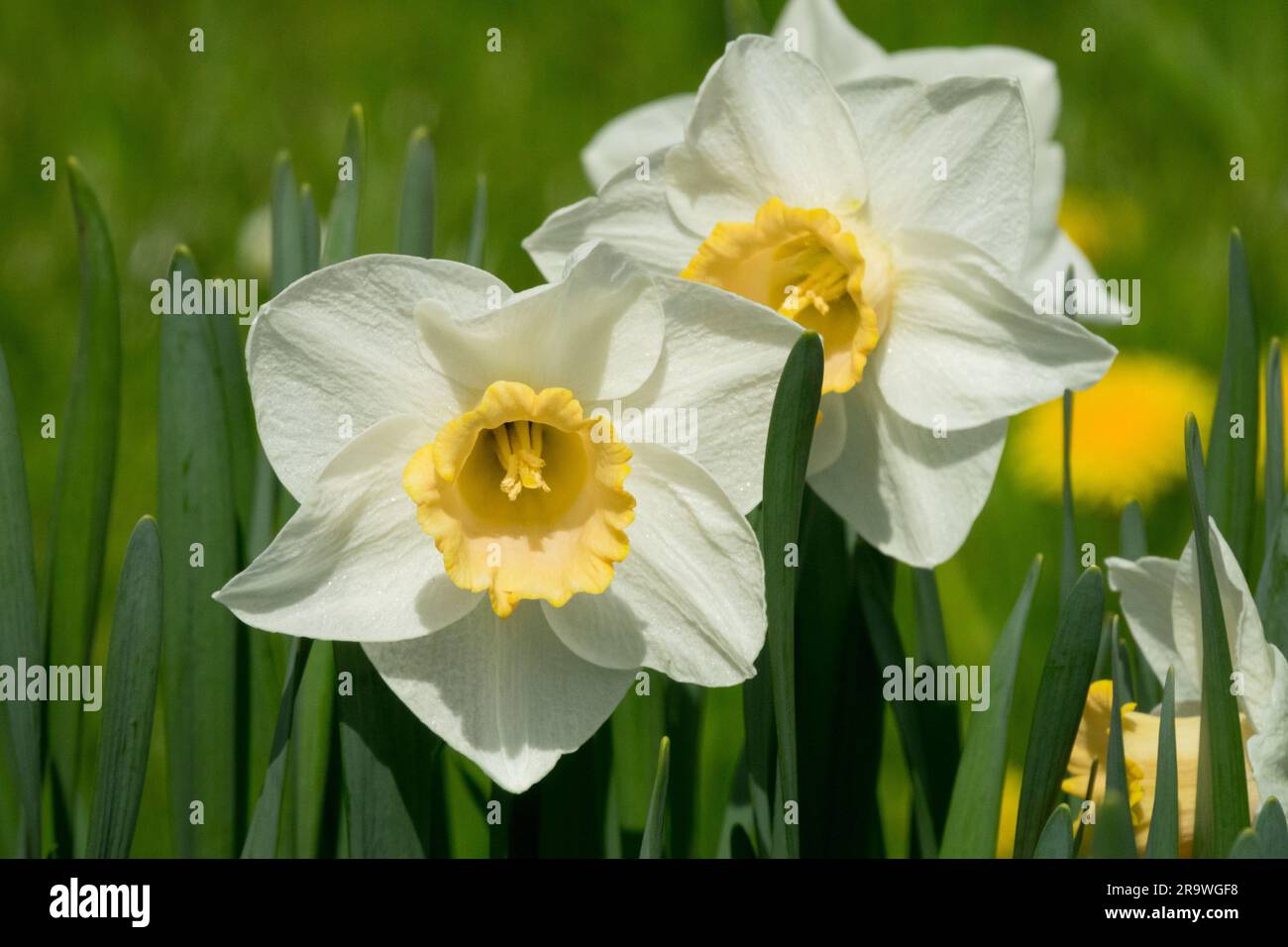 Narciso "Salome", narcisi, ciuffi, Narciso, fioritura, Fiorisce Foto Stock