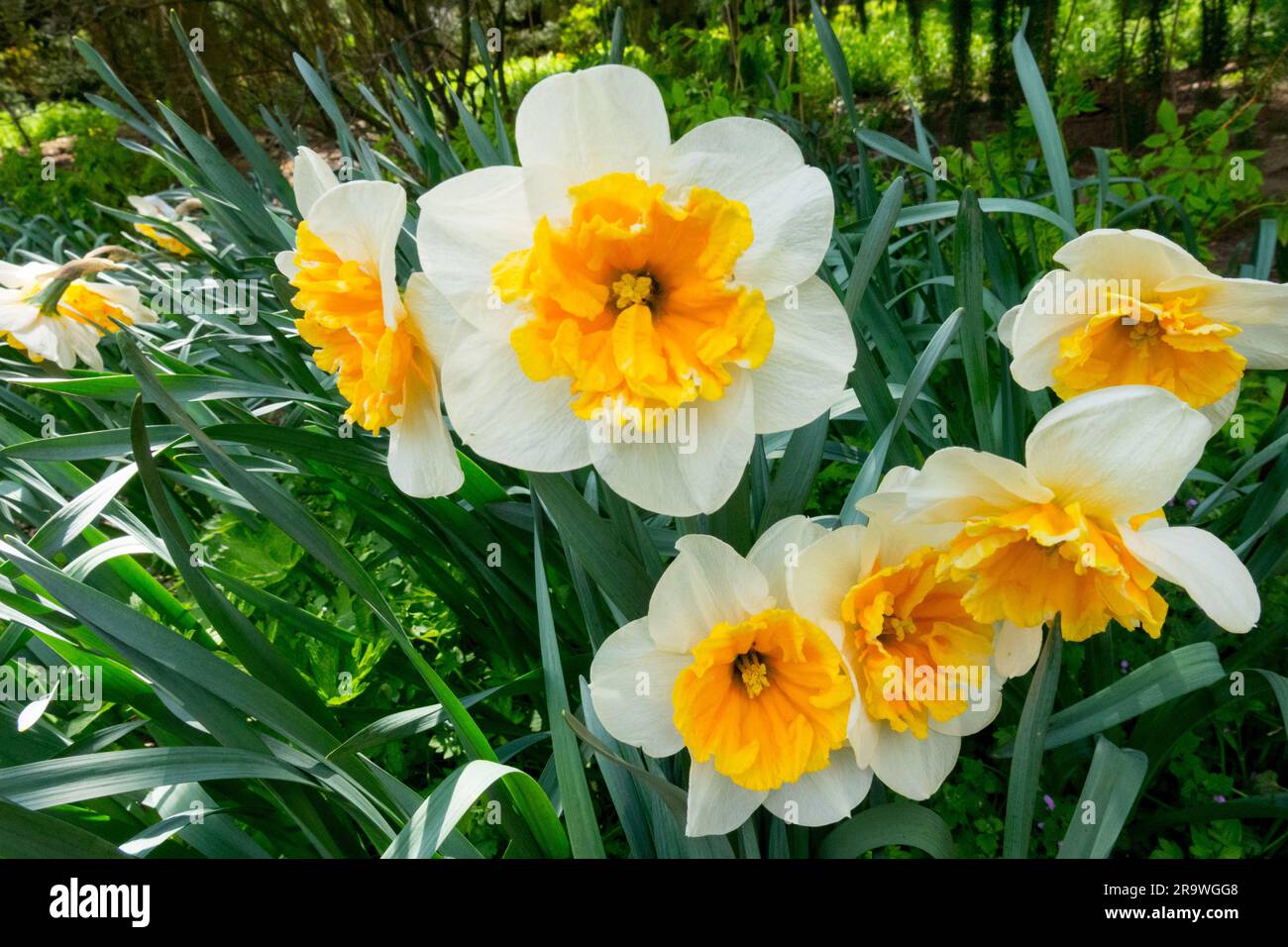 Colletto con cappa spaccata, narcisi Narcissus, Amaryllidaceae, Fiori, Narciso primaverile "dilemma" Foto Stock