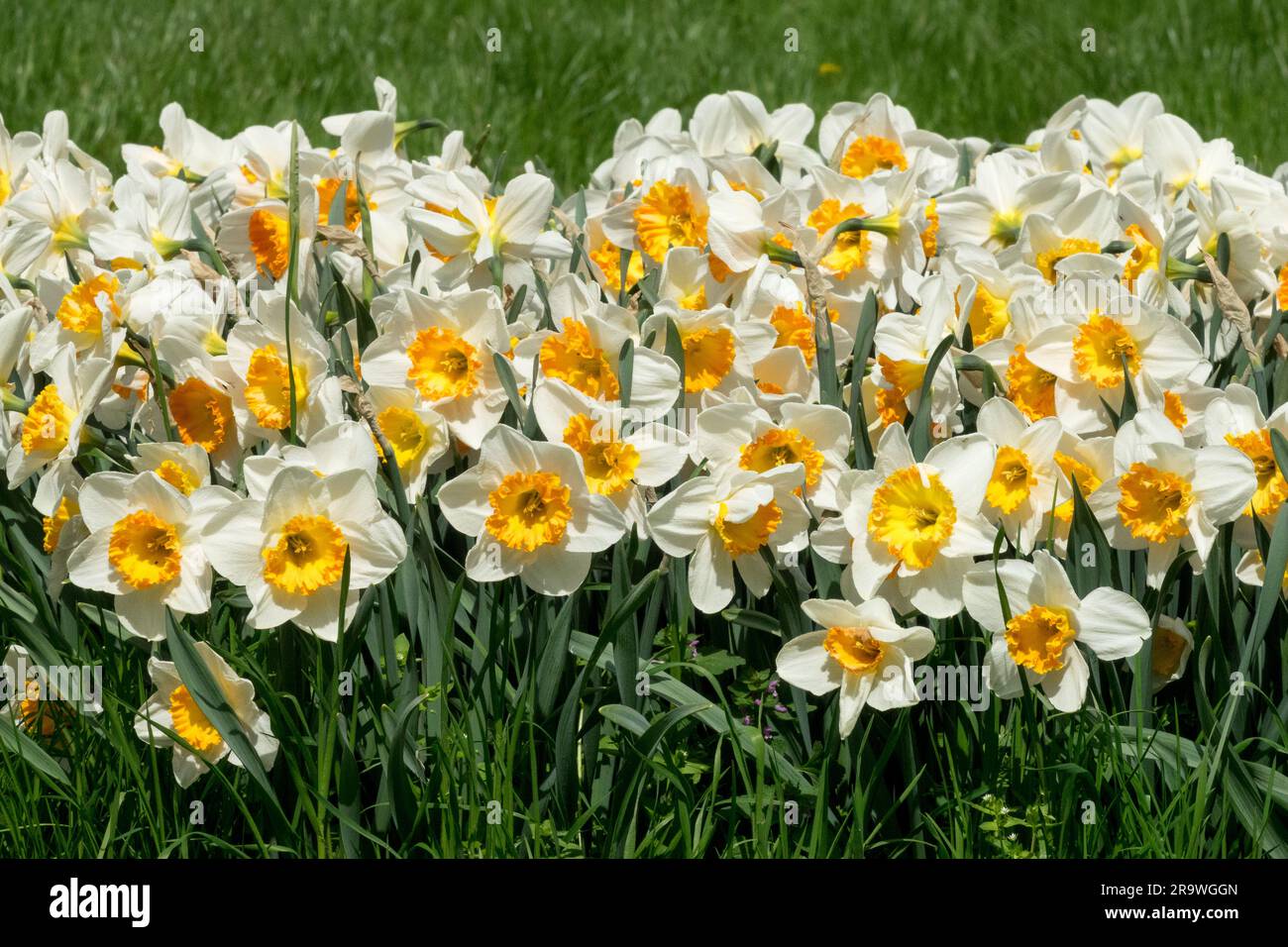 Spring, Daffodils, Narcissus, Garden, Narcissus 'Sound', Cupola grande, gruppo, Fiori Foto Stock