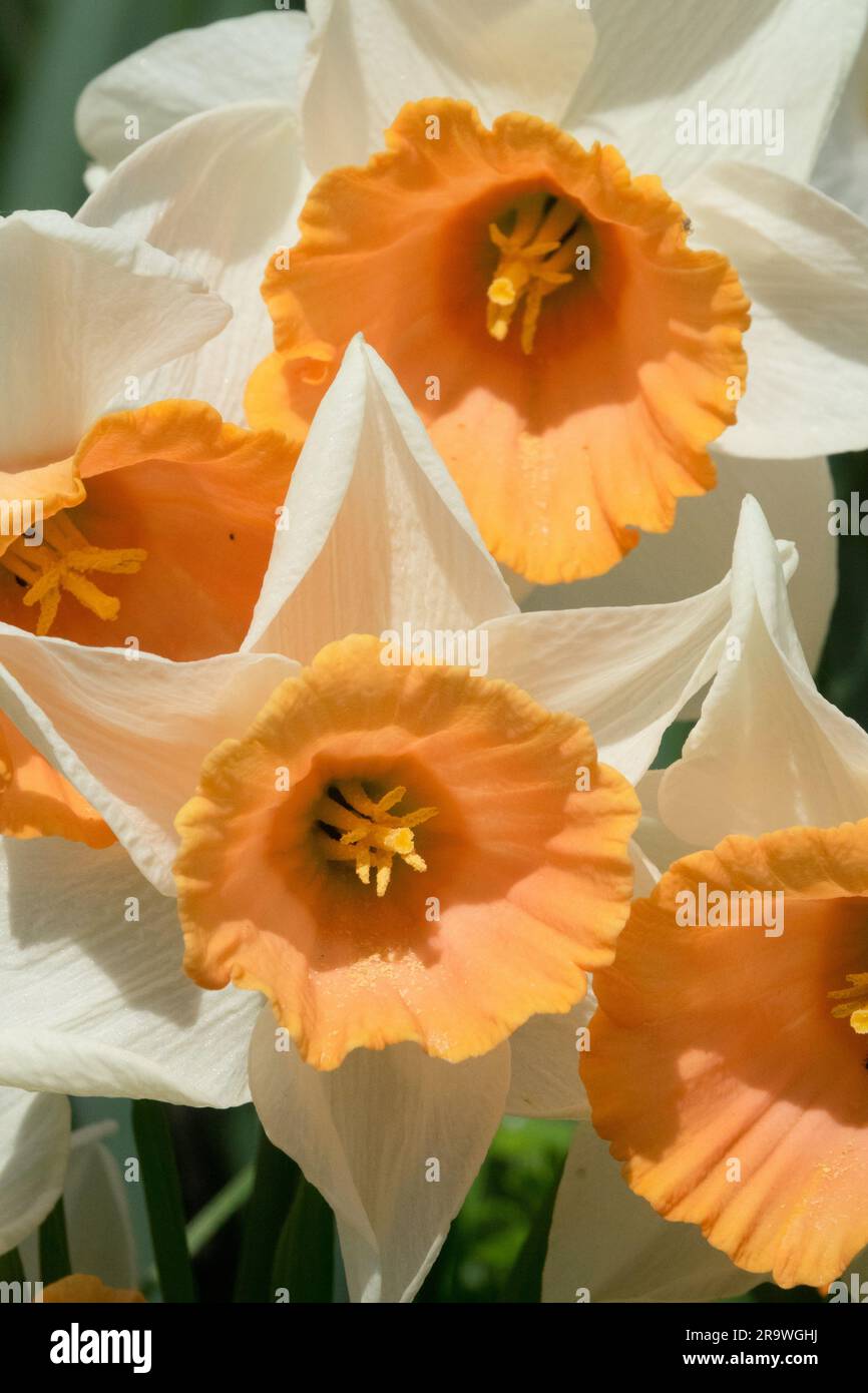Narciso "Accent" Daffodil "Accent" Daffodil, Fiore, Ritratto Foto Stock