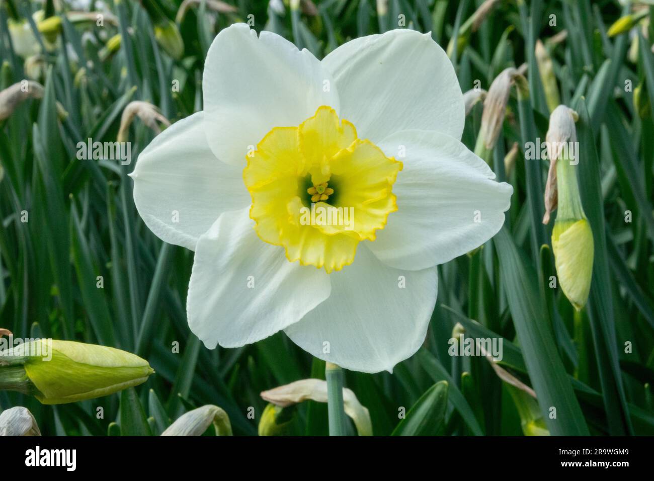 Bianco, Daffodil, Narcissus Papillon Blanc, Papillon Spalato coperto, Daffodil Narcissus, Fiore Foto Stock