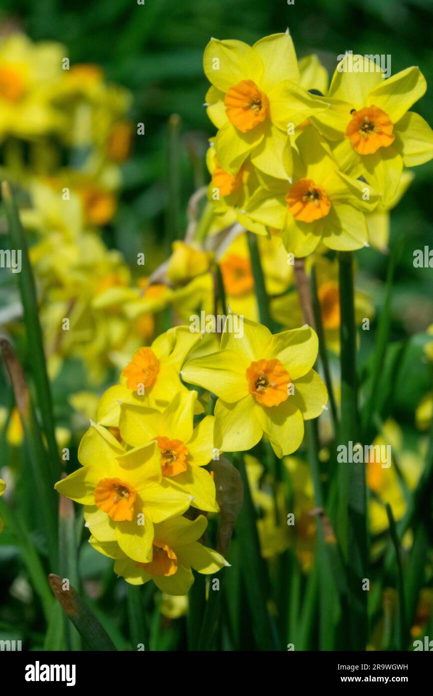 Narcisi Narciso "Falconet" narciso, Fiore, giallo, Narciso "Falconet" Foto Stock