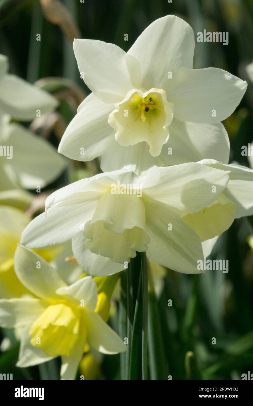 White, Daffodil Narcissus 'Pueblo', miniature Narcissus, miniature Daffodil, Jonquilla Group Foto Stock