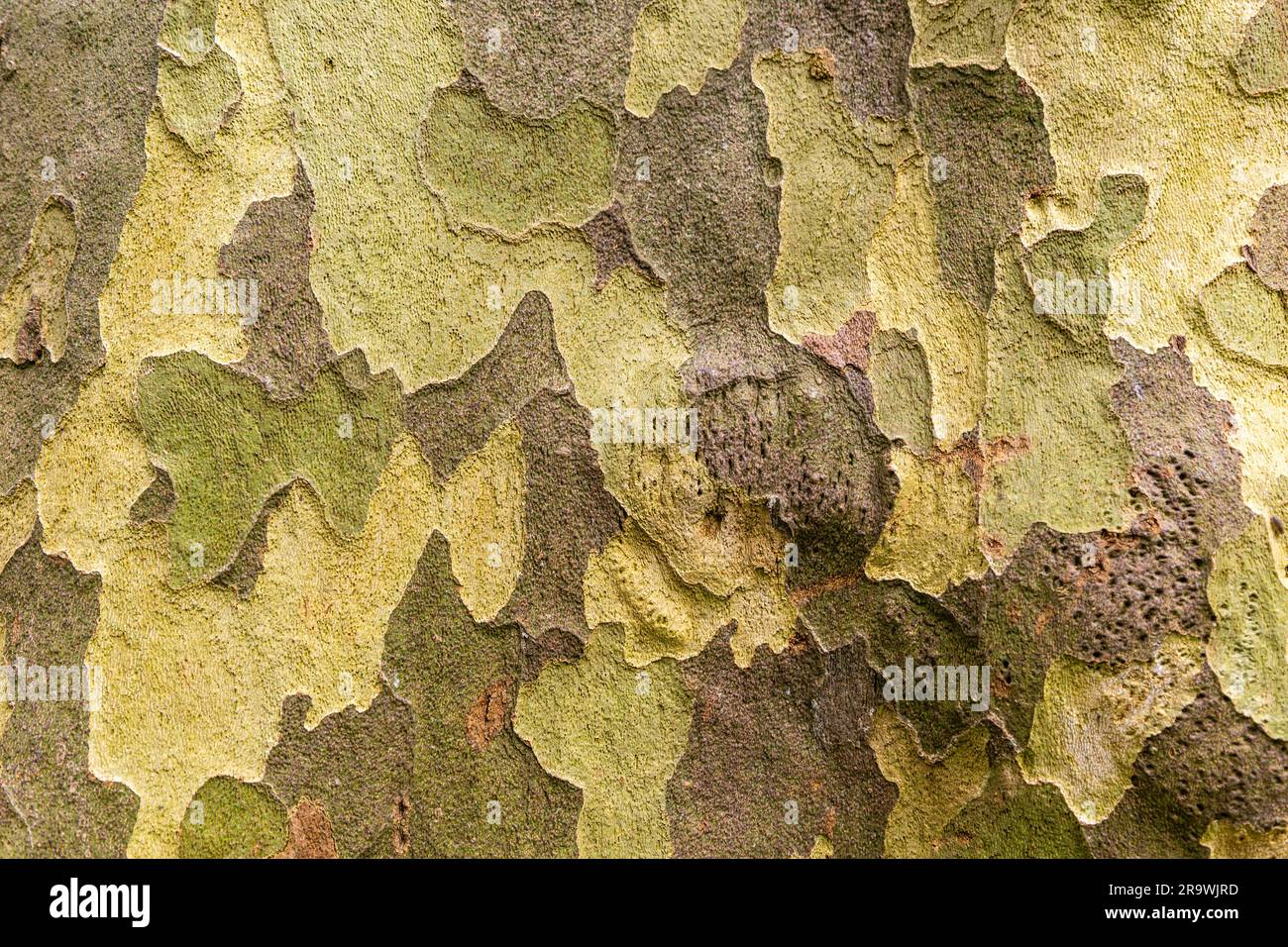 Schema ravvicinato della corteccia sul tronco del platano londinese "Platanus x hispanica" Foto Stock