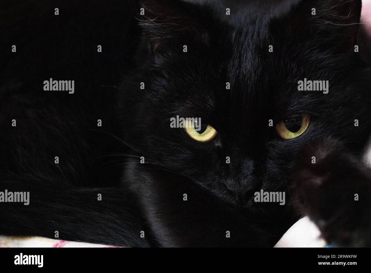 Foto ravvicinata di un gatto nero con occhi gialli Foto Stock