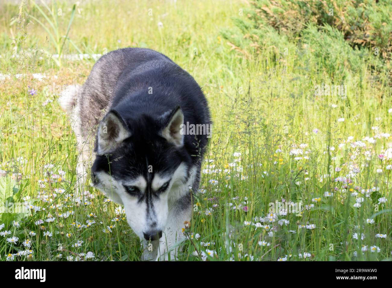 foto di un cane che cammina attraverso un campo e odora camomigli Foto Stock