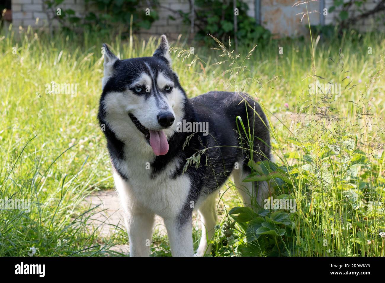 foto di un cane che guarda lateralmente e gli fa uscire la lingua Foto Stock