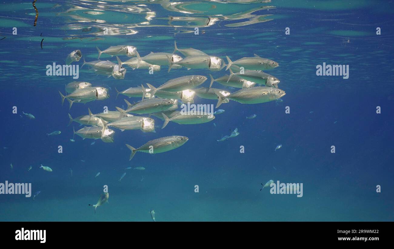 Gruppo di pesci sgombri a bocca aperta nuotano sotto la superficie in acque blu. Branco di sgombro indiano (Rastrelliger kanagurta) nuota con ariete a bocca aperta Foto Stock