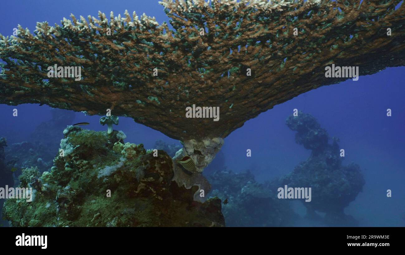 Trama e dettagli della tabella Coral, vista inferiore. La fotocamera si muove sotto l'hard Table Coral (Acropora) nelle profondità del mattino, sull'acqua blu Foto Stock