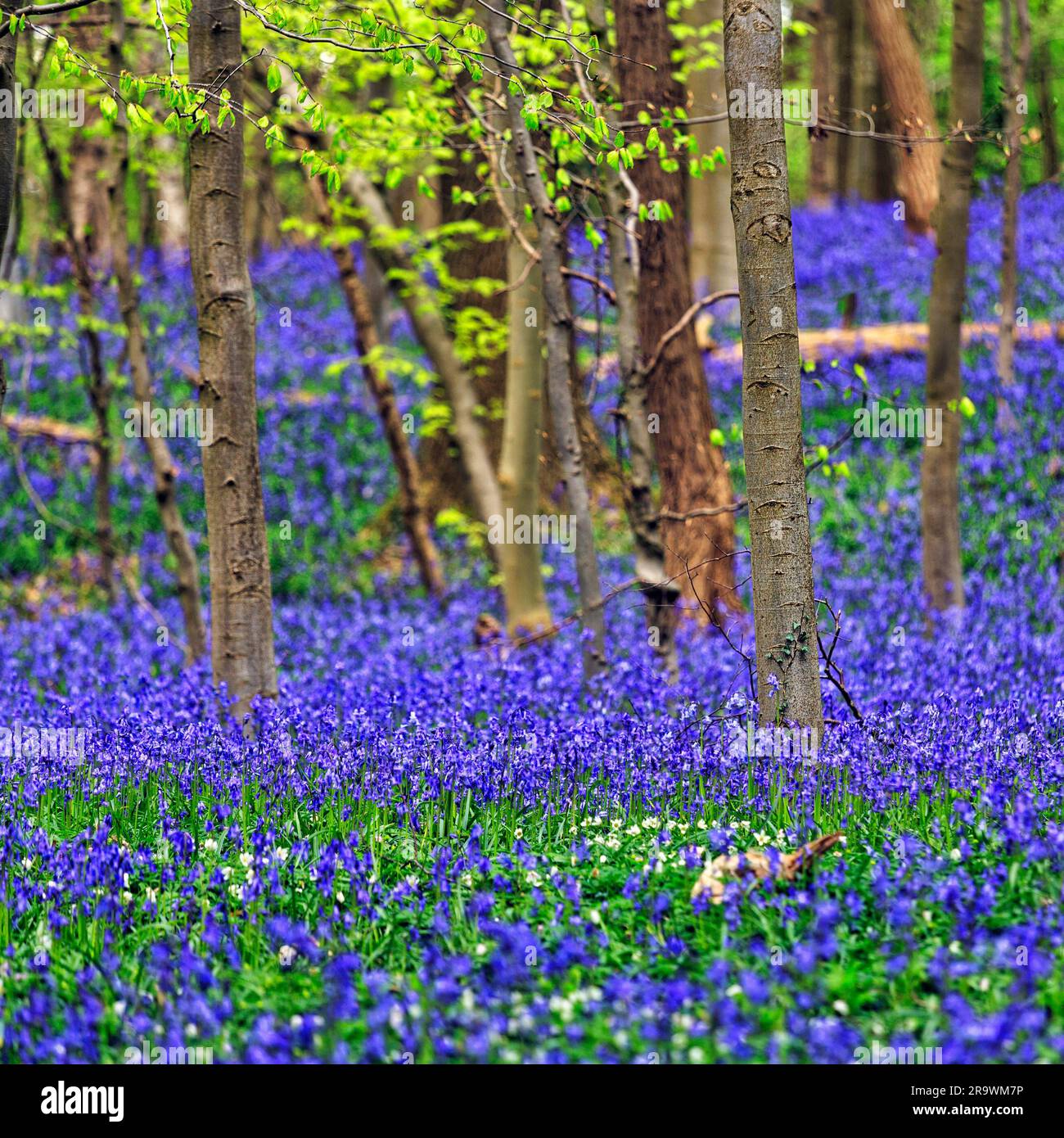 campanello blu (Hyacinthoides non-scripta), fiori blu sul pavimento della foresta, germogli di foglie nella foresta decidua mista, Hallerbos, provincia fiamminga Foto Stock