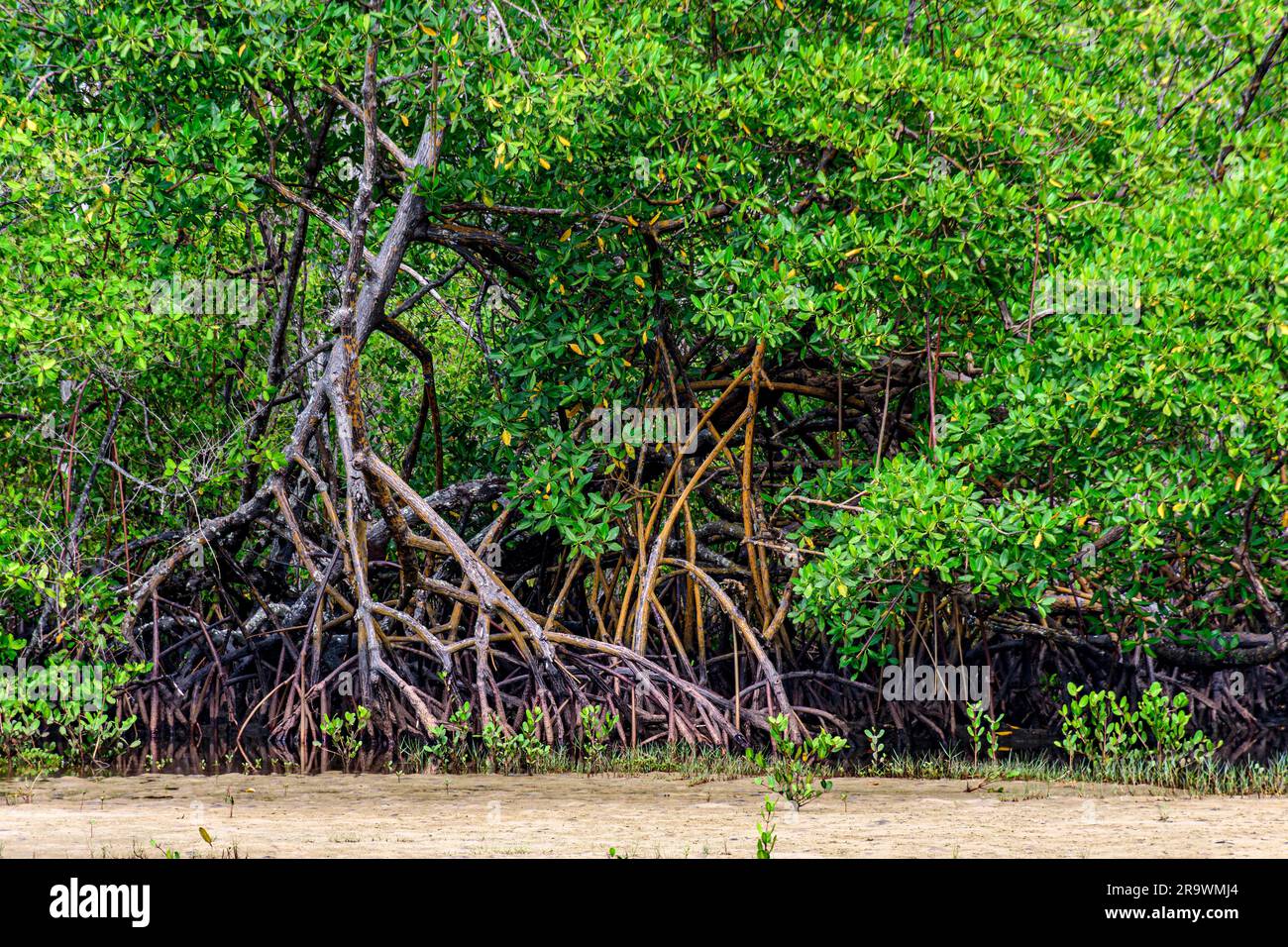 Radici di alberi di mangrovie nella sabbia sulla spiaggia di Serra grande, sulla costa dello stato di Bahia, Brasile Foto Stock