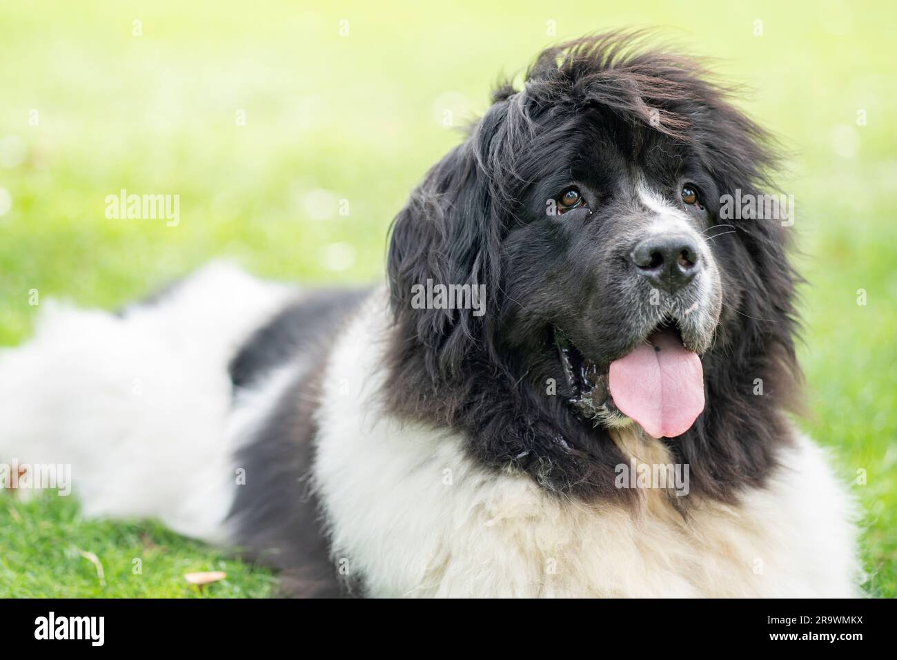 Cane nei giorni d'estate Foto Stock