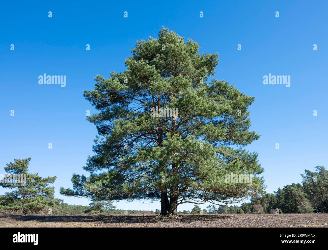 Pino scozzese (Pinus sylvestris), cielo blu, Lueneburg Heath, bassa Sassonia, Germania Foto Stock