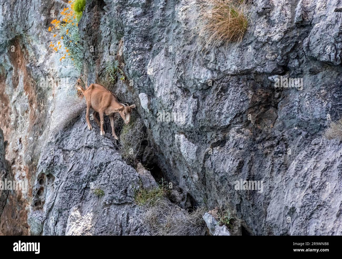 Capra che sale una parete di roccia, sa Calobra, Maiorca, Isole Baleari, Spagna Foto Stock