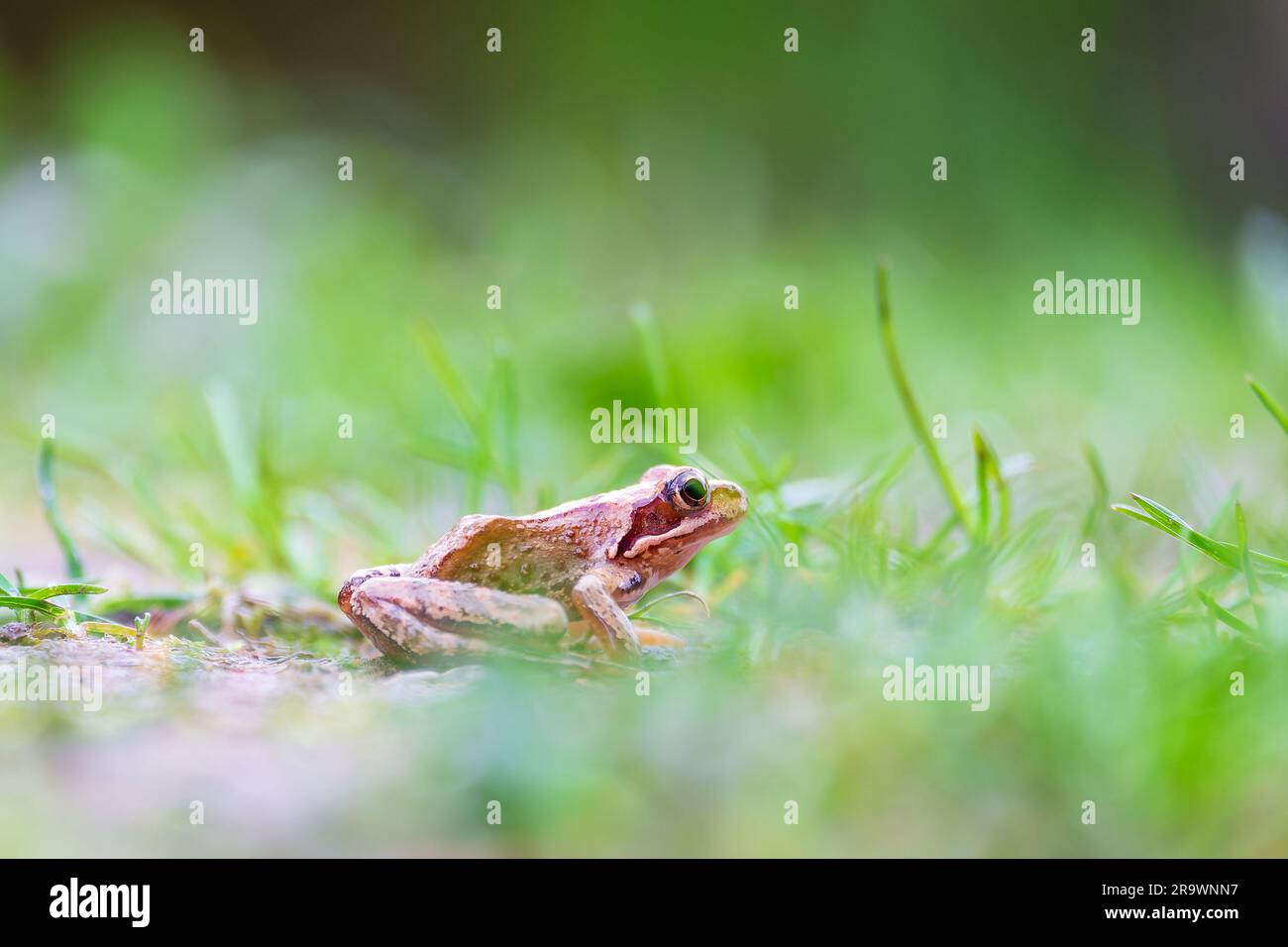 Frog. Animale anfibio anfibio tra erba verde. Primo piano della vista laterale. Messa a fuoco selettiva Foto Stock