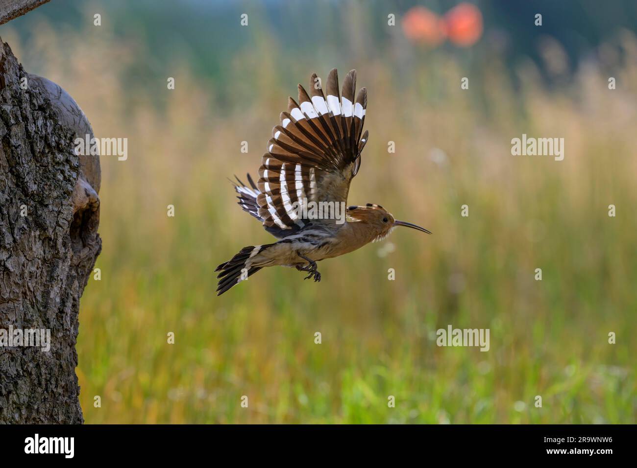 Hoopoe (Upupa epops) in volo, Bird of the Year 2022, cofano eretto, Middle Elbe Biosfera Reserve, Sassonia-Anhalt, Germania Foto Stock