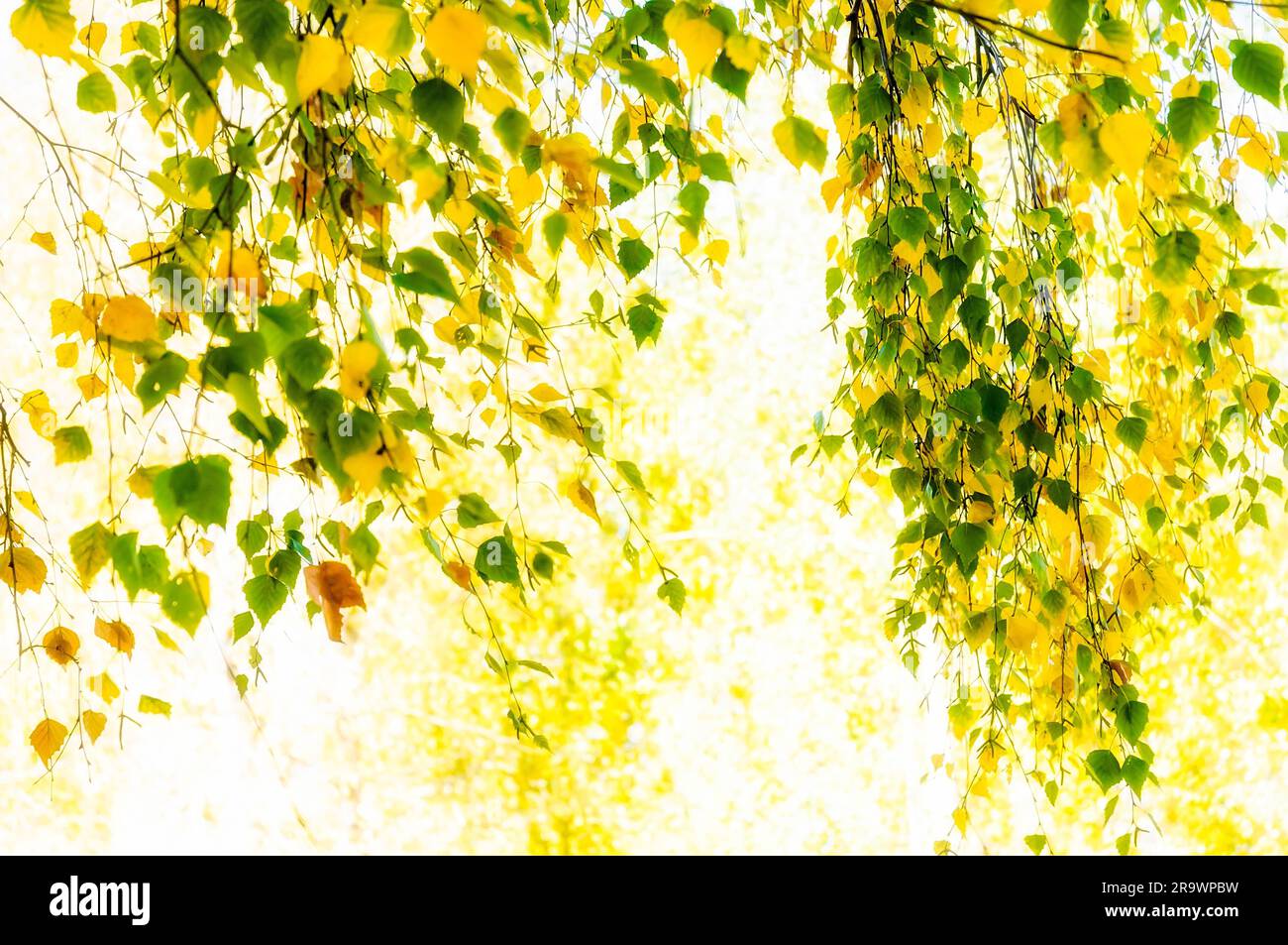 Foglie traslucido con una molla luce attraverso Foto Stock