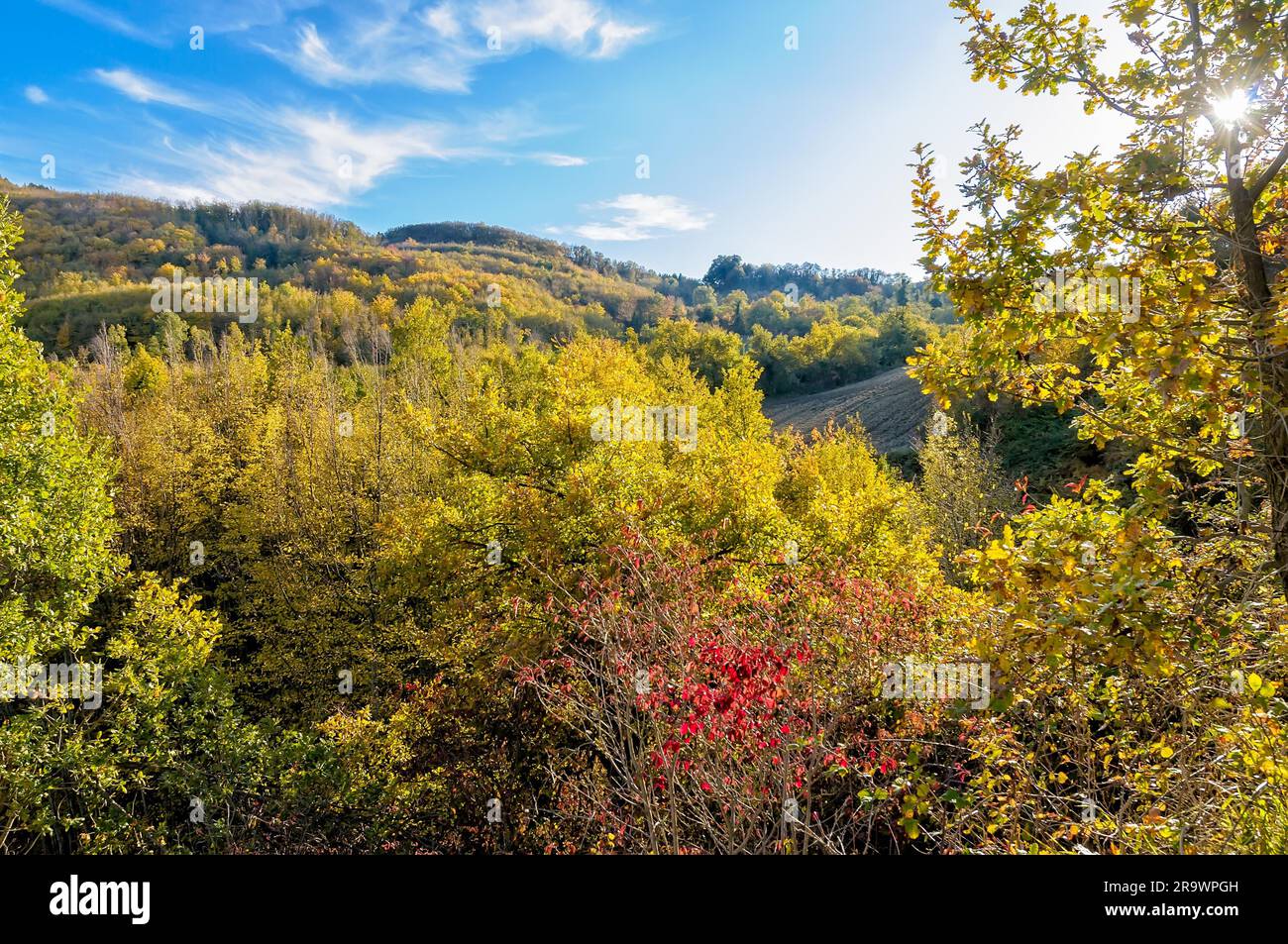 La foresta delle Cesane nelle Marche. Colori autunnali Foto Stock