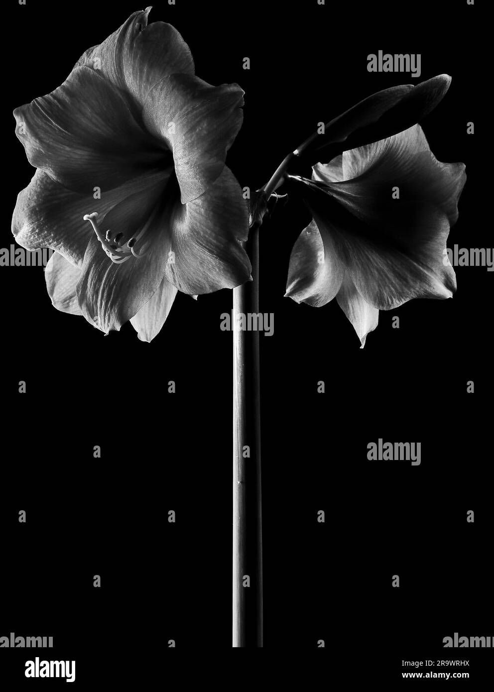 Amaryllis Flower in bianco e nero Foto Stock