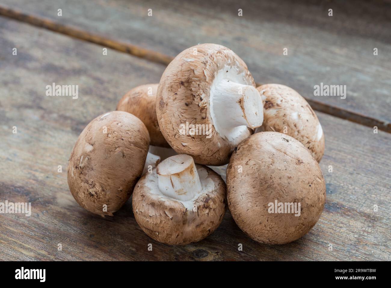 Funghi freschi (Agaricus bisporus), su legno Foto Stock