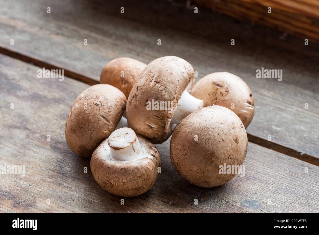 Funghi freschi (Agaricus bisporus), su legno Foto Stock