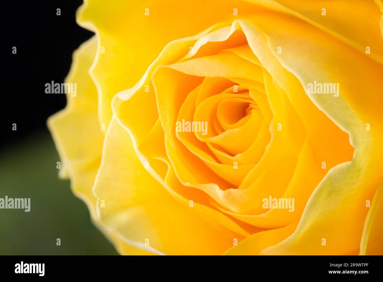 Macro dei petali di un fresco rosa gialla Foto Stock