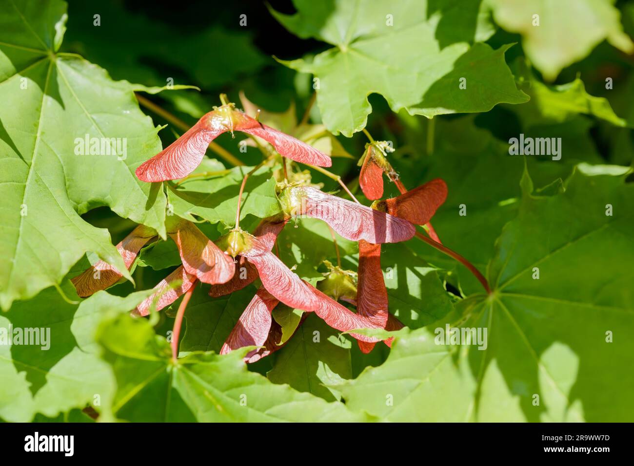 Dettaglio ravvicinato del circinatum dell'acero (Acer), samara rossa, su uno sfondo di foglie verdi, illuminato da un forte sole primaverile Foto Stock
