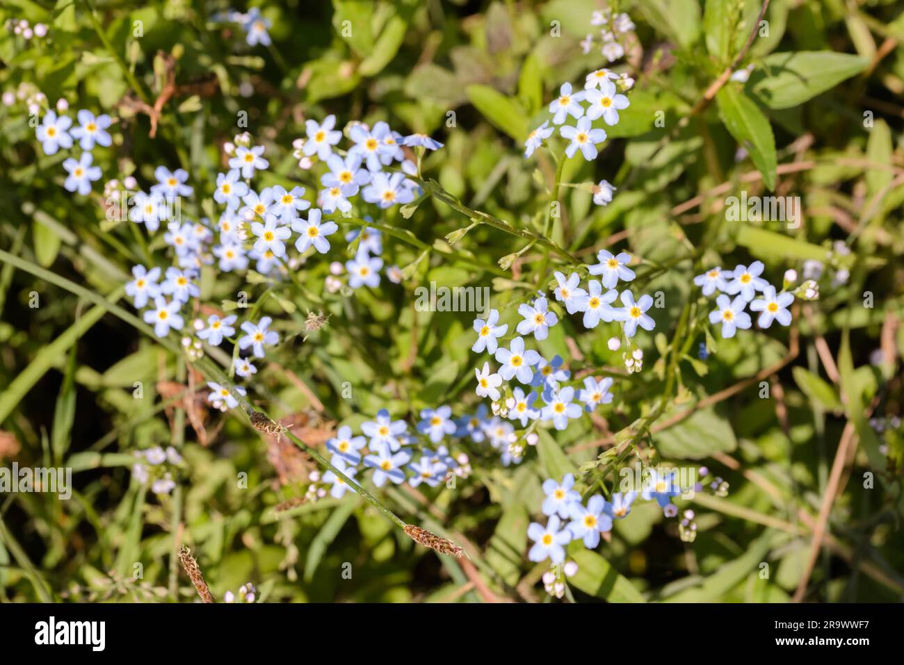 Piccoli fiori blu, chiamati anche Forget me Not (Myosotis), sotto i caldi raggi del sole estivo Foto Stock