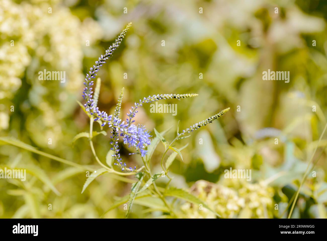 Pseudolysimachion longifolium, conosciuto anche come Garden speedwell o Longleaf speedwell (Veronica longifolia), che cresce nel prato sotto la calda estate Foto Stock