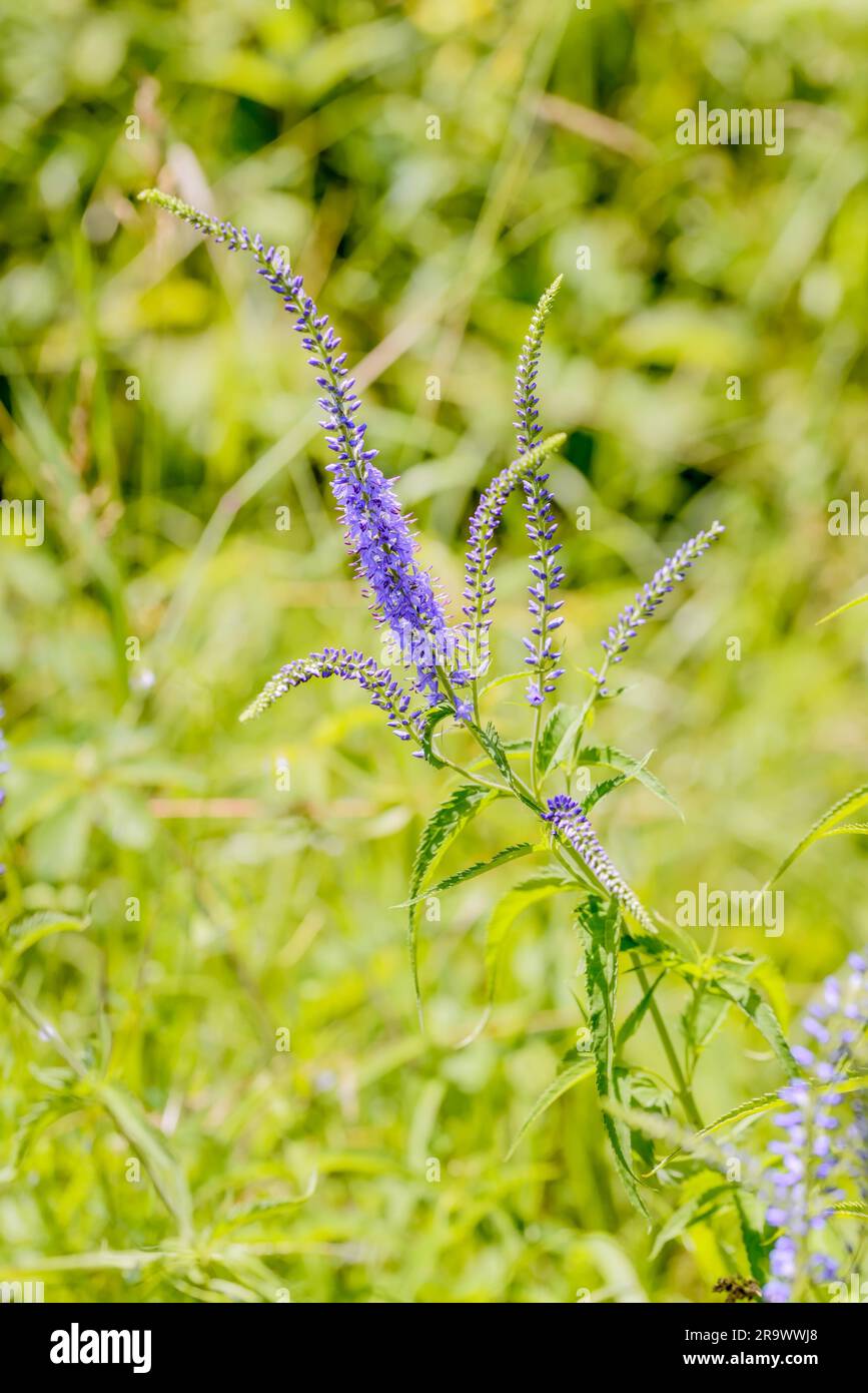 Pseudolysimachion longifolium, conosciuto anche come Garden speedwell o Longleaf speedwell (Veronica longifolia), che cresce nel prato sotto la calda estate Foto Stock