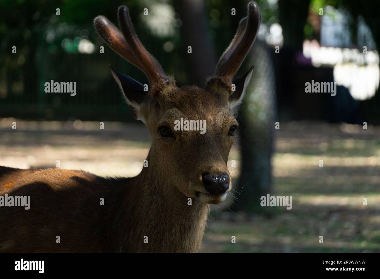 Un cervo con corna in piedi vicino all'ombra di un albero Foto Stock