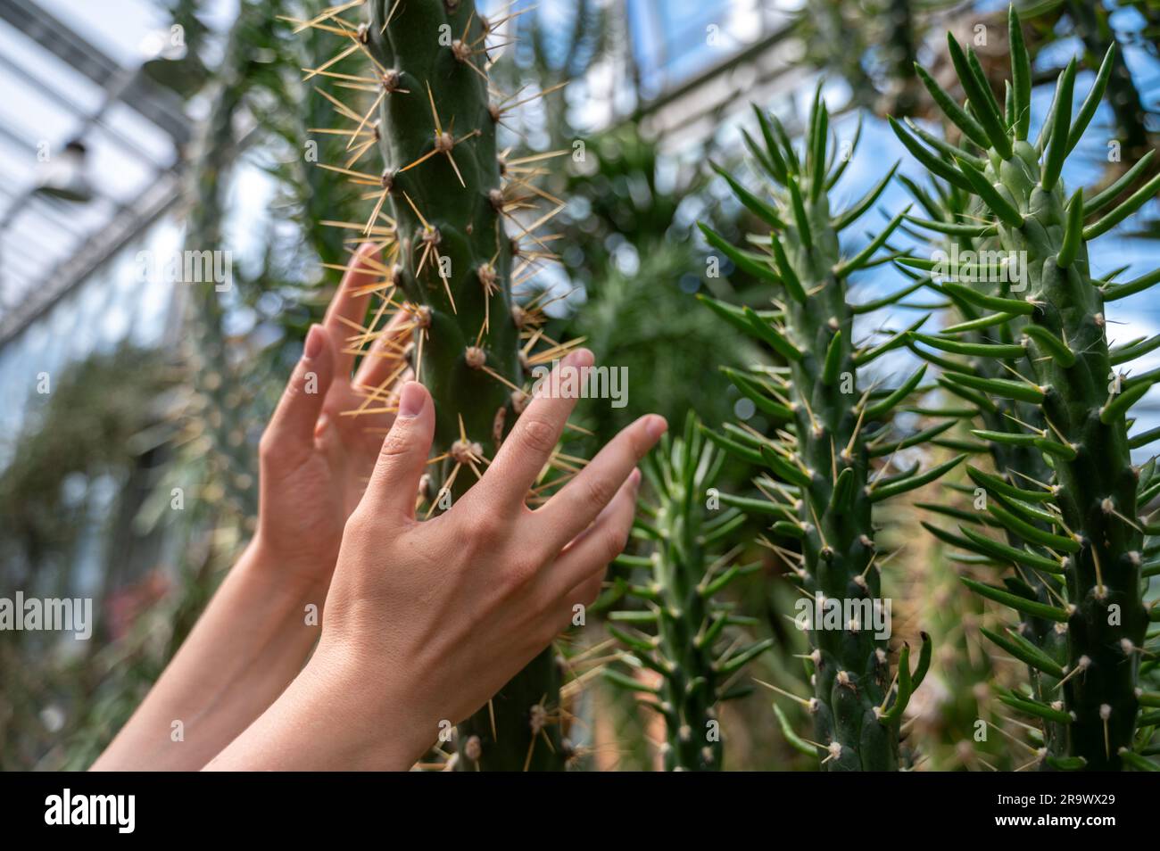 Mani che tengono il cactus con aghi grandi e pelle di palmo pungente Foto Stock