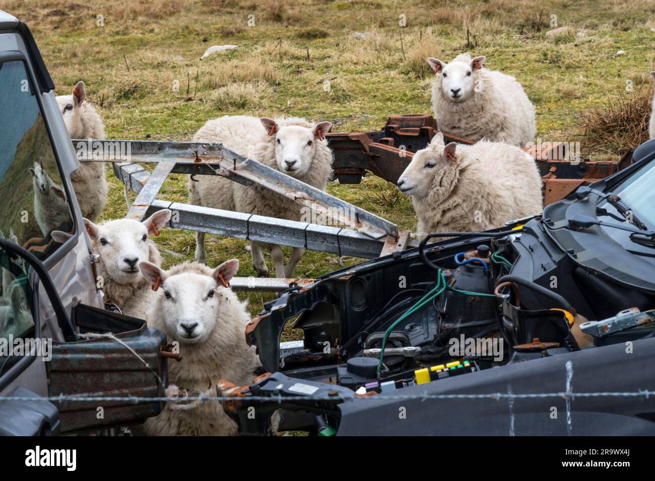 Pecore curiose si sono riunite intorno a vecchie macchine rottamate nelle Shetland. Foto Stock