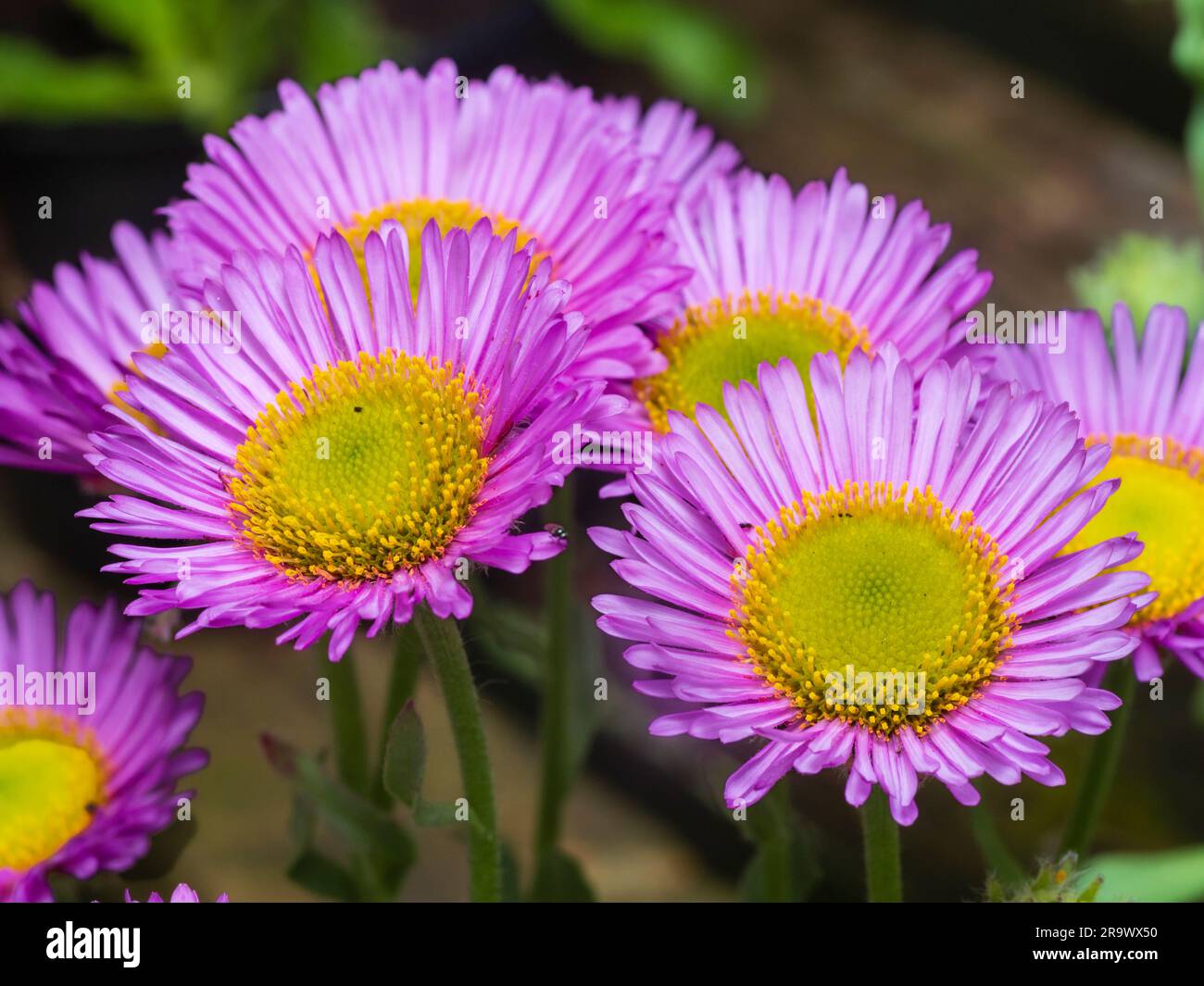 Lilla e fiori estivi gialli della moquette Fleabane, Erigeron glaucus 'Sea Breeze' Foto Stock